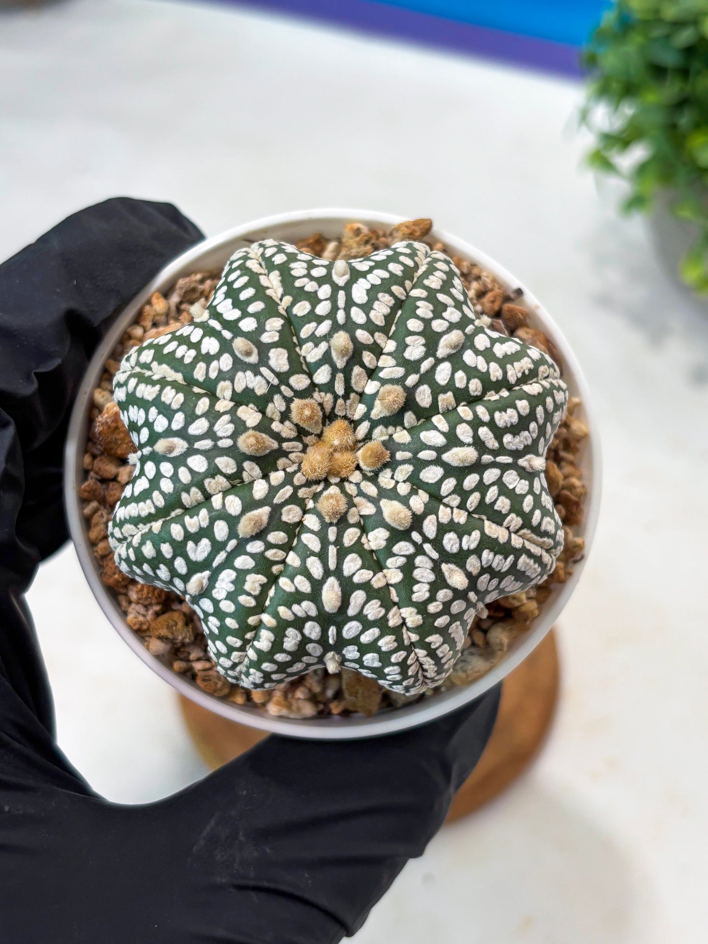Astrophytum Star Shape Superkabuto (T9) (p1)