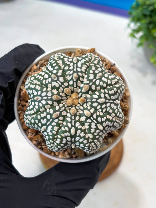 Astrophytum Star Shape Superkabuto (T9) (p1)