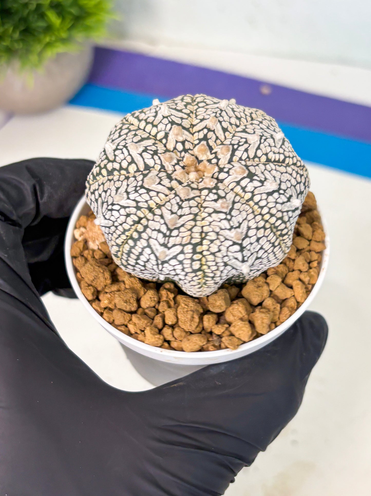 Astrophytum V-Type (at6) (r4) | Rare Star Cactus