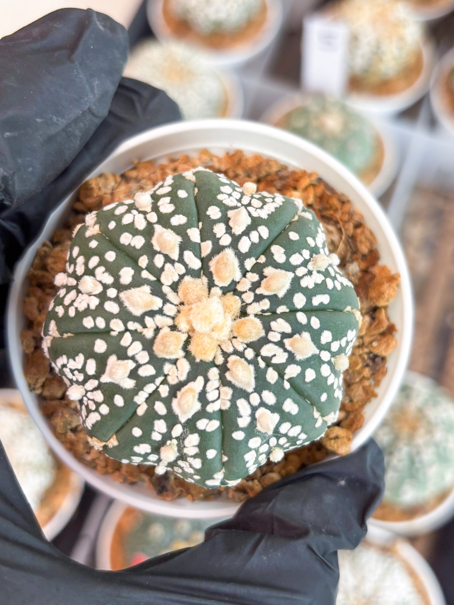 Astrophytum Super Kabuto (t12) (g4) | 3" Pot