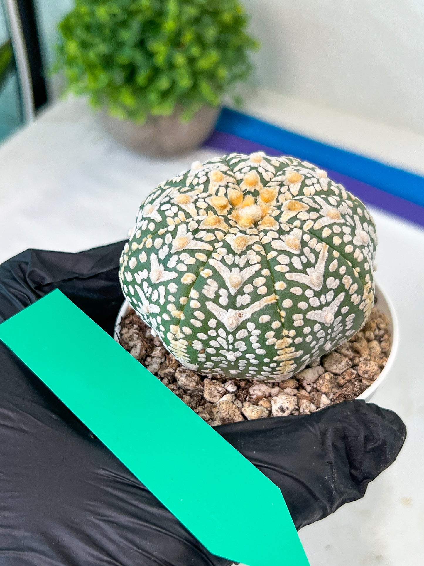 Astrophytum V-Type (#T1B) | Imported From Japan/korea | 3" Pot