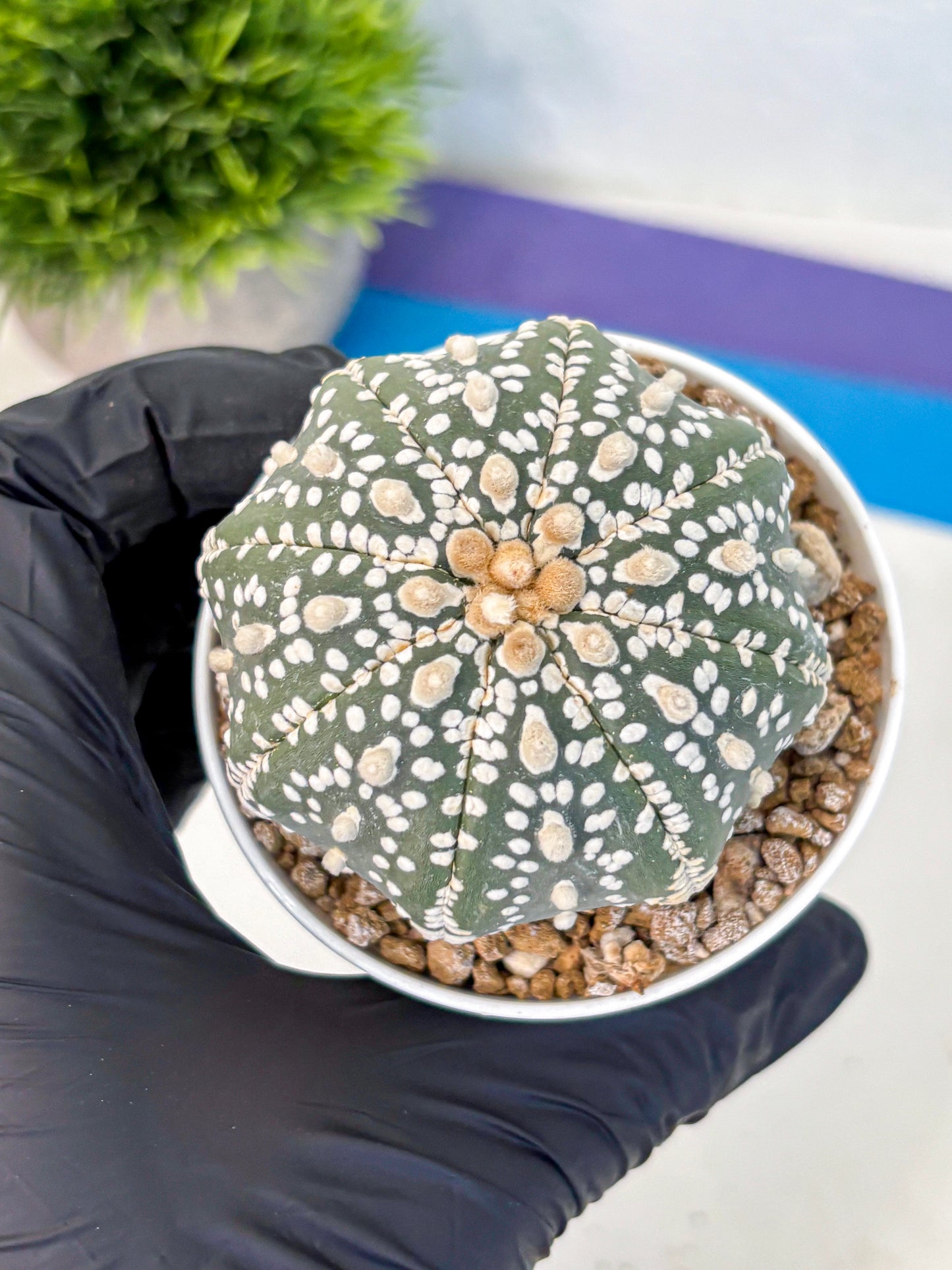 Astrophytum Super Kabuto (at1) (12) | Collection Plant | Rare Cactus