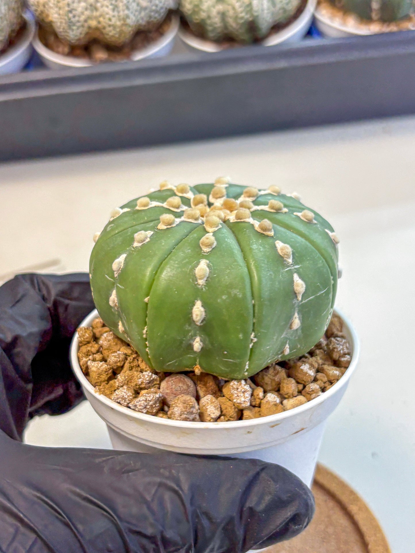 Astrophytum Nudum (at4) (13) | Star Cactus