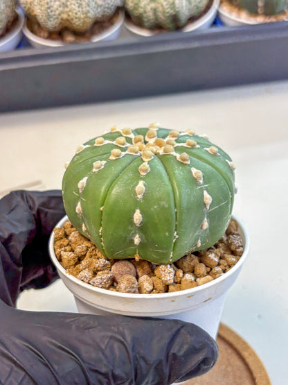 Astrophytum Nudum (at4) (13) | Star Cactus
