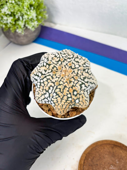 Astrophytum Star Shape (at3) (r3) | Rare Cactus