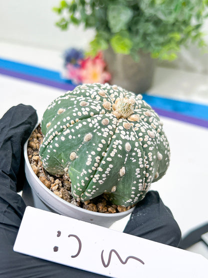 Astrophytum Super Kabuto (#T6B) | Nevada Botanical Shop | 3" Pot