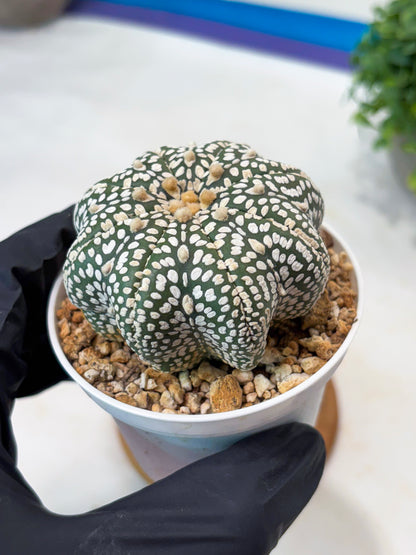Astrophytum Star Shape Superkabuto (T9) (p1)