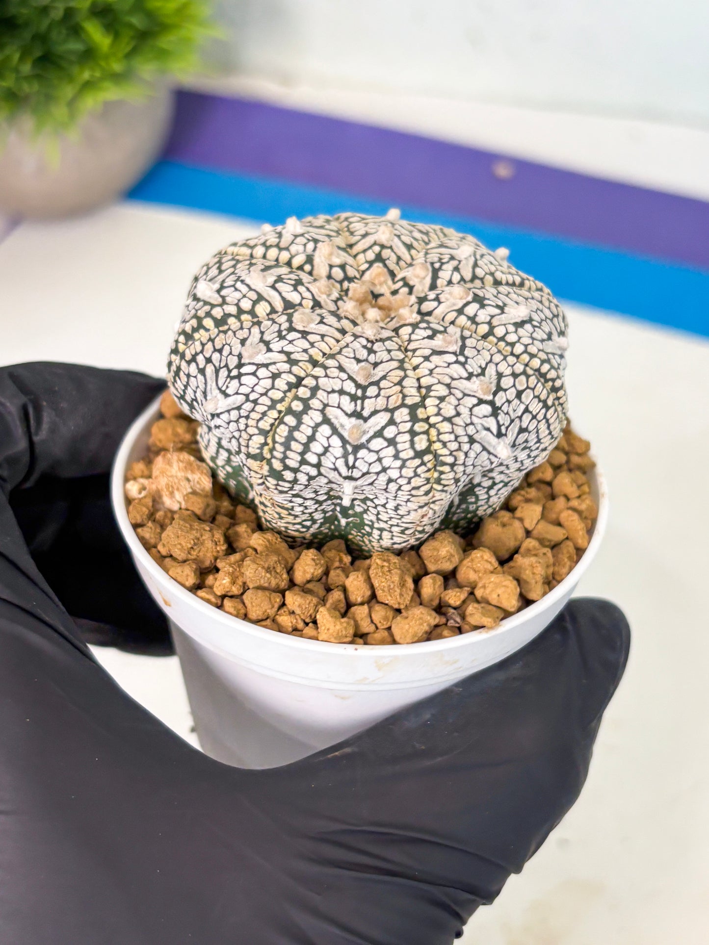 Astrophytum V-Type (at6) (r4) | Rare Star Cactus