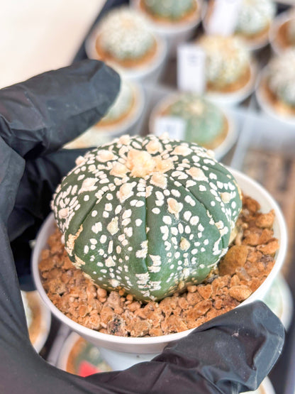 Astrophytum Super Kabuto (t12) (g4) | 3" Pot