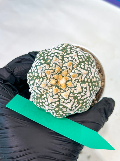 Astrophytum V-Type (#T1B) | Imported From Japan/korea | 3" Pot