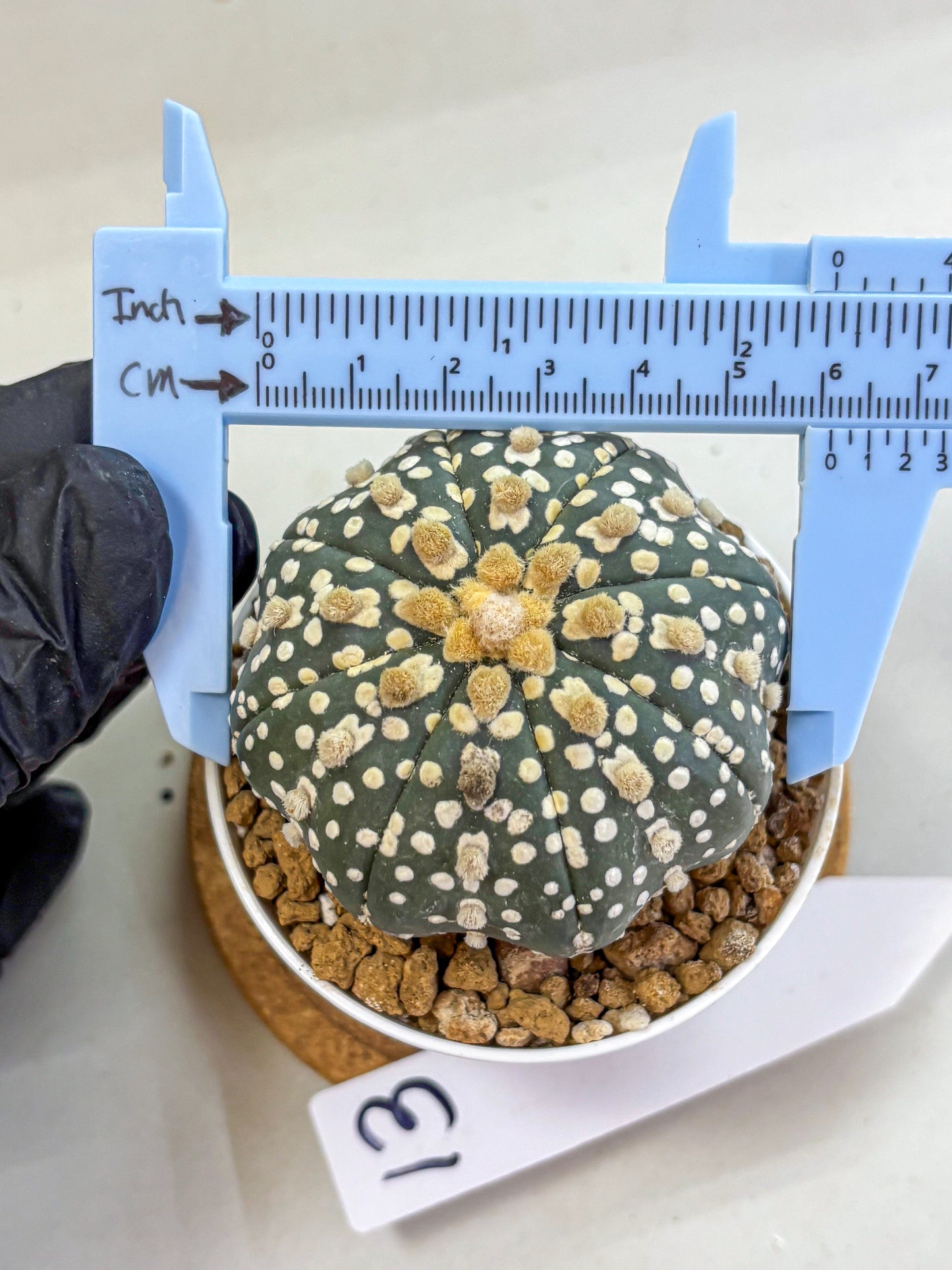 Astrophytum Super Kabuto (at1) (13) | Collection Plant | Rare Cactus
