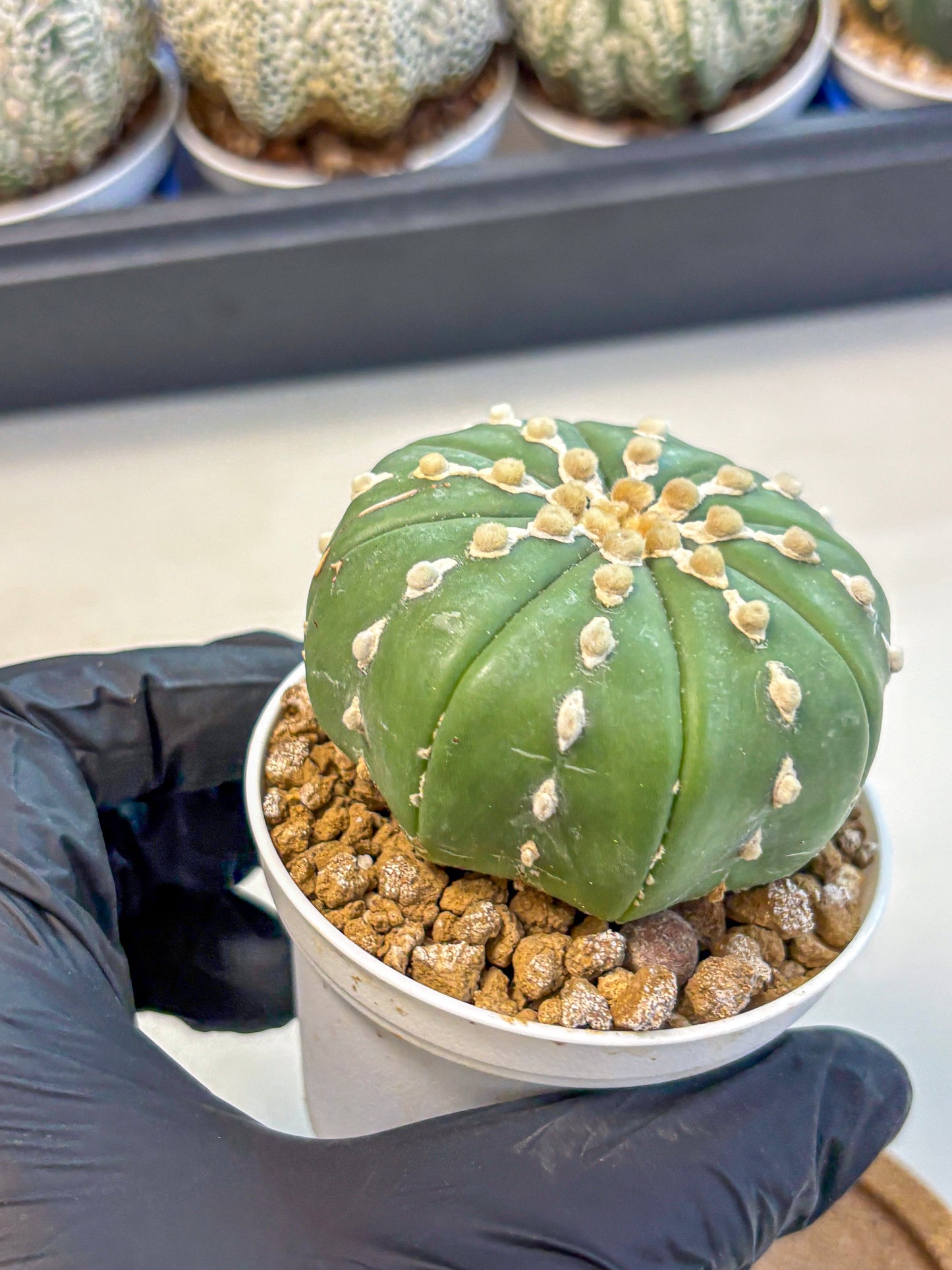 Astrophytum Nudum (at4) (13) | Star Cactus