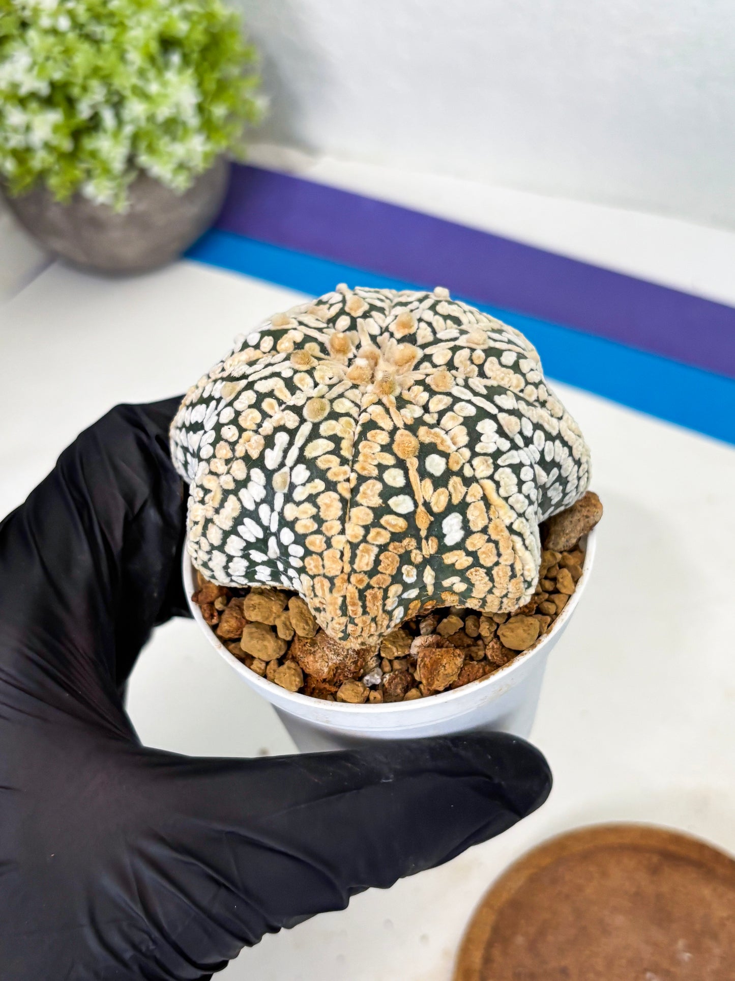 Astrophytum Star Shape (at3) (r3) | Rare Cactus