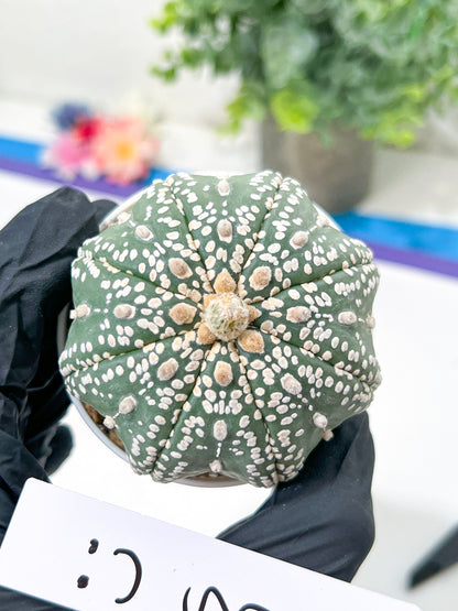 Astrophytum Super Kabuto (#T6B) | Nevada Botanical Shop | 3" Pot