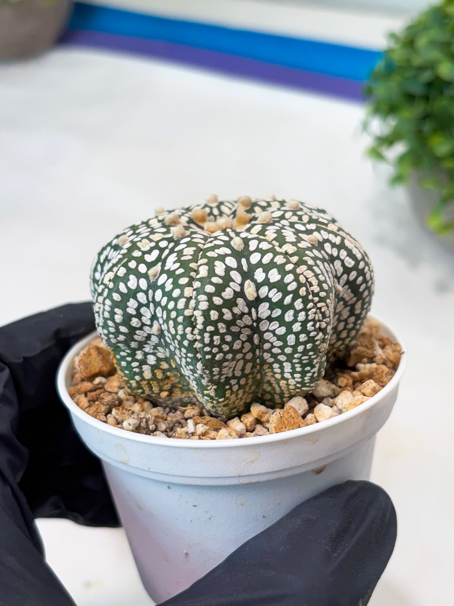 Astrophytum Star Shape Superkabuto (T9) (p1)