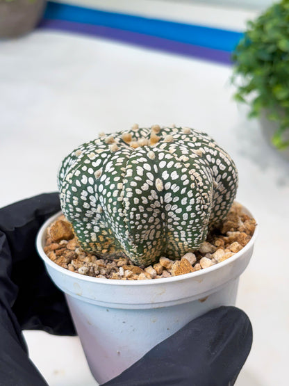 Astrophytum Star Shape Superkabuto (T9) (p1)