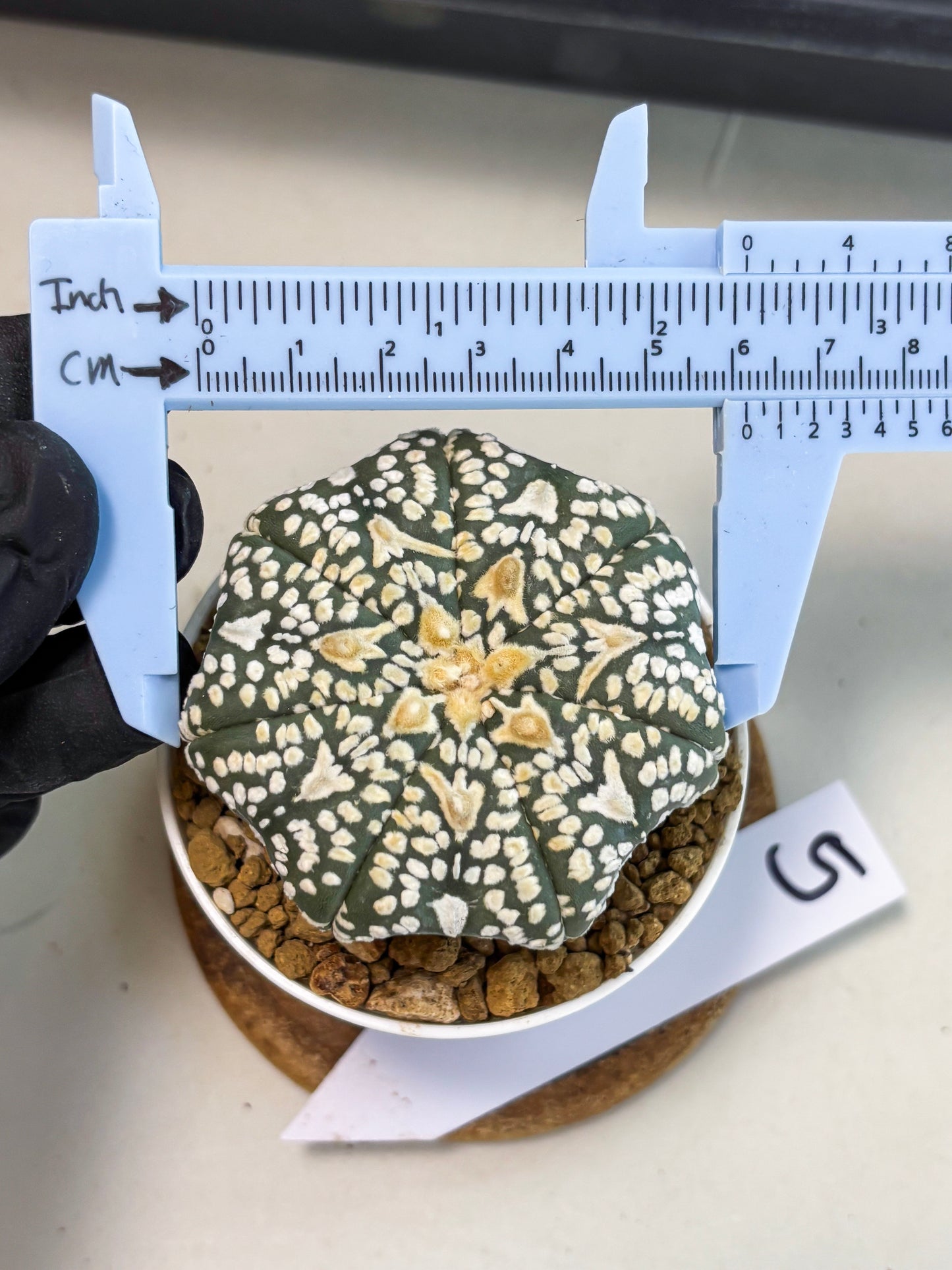 Astrophytum V-Type (at6) (r5) | Rare Star Cactus