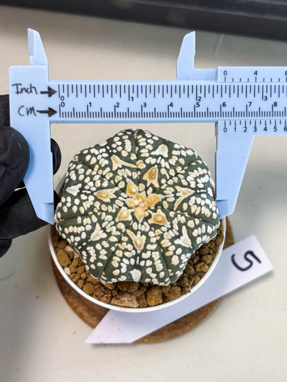 Astrophytum V-Type (at6) (r5) | Rare Star Cactus