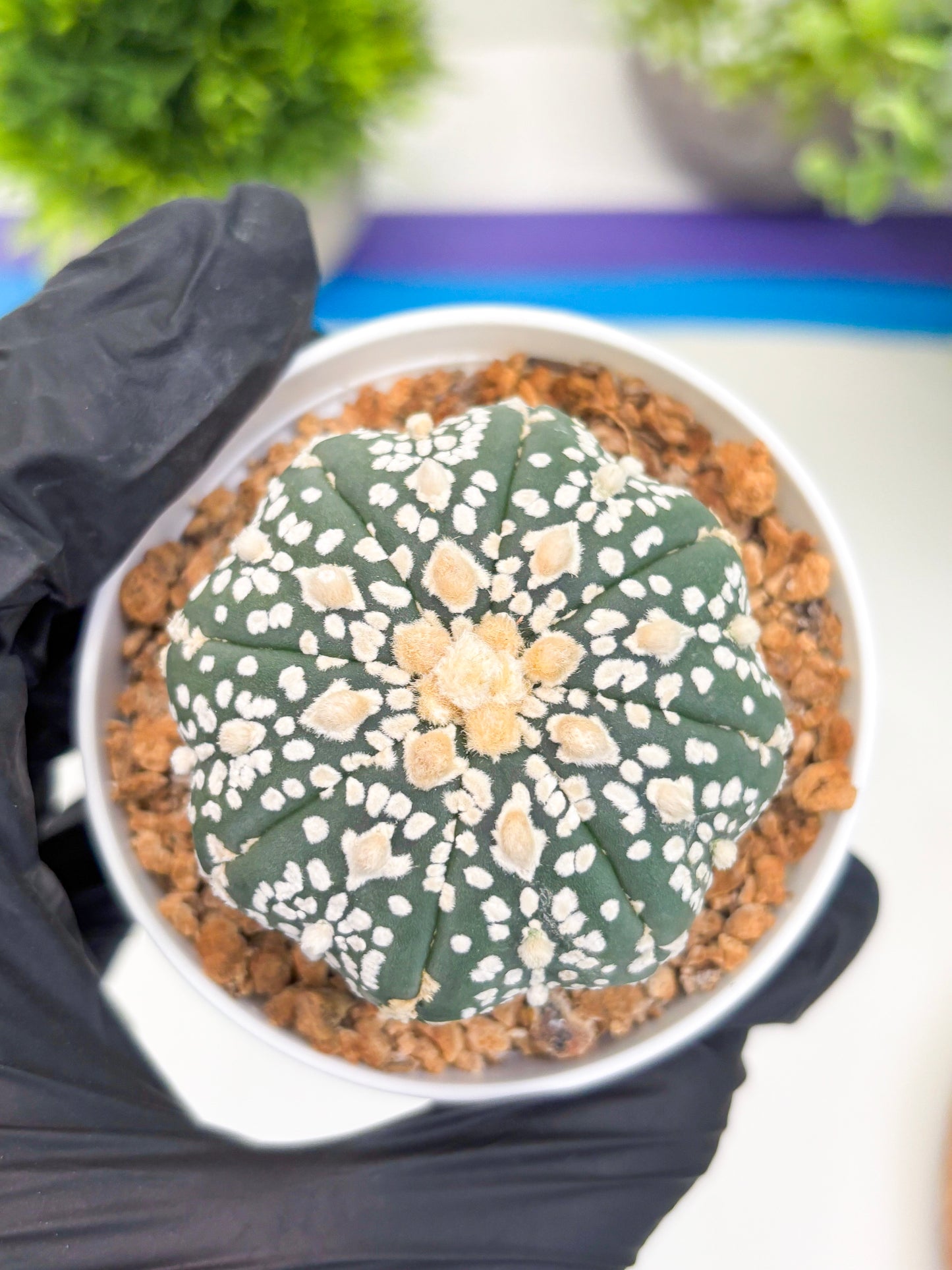 Astrophytum Super Kabuto (t12) (g4) | 3" Pot