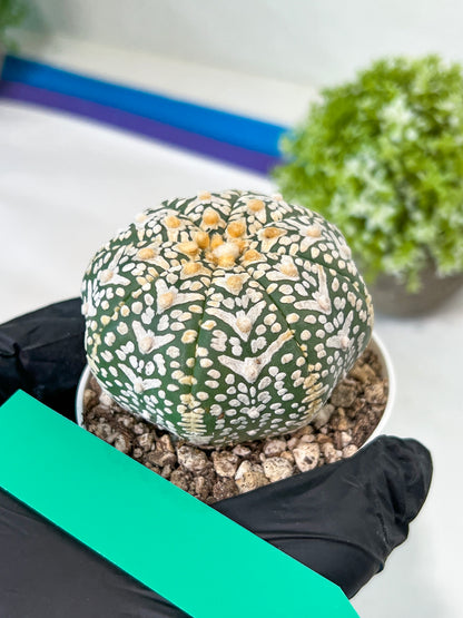 Astrophytum V-Type (#T1B) | Imported From Japan/korea | 3" Pot