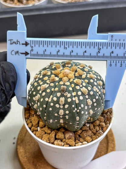 Astrophytum Super Kabuto (at1) (13) | Collection Plant | Rare Cactus