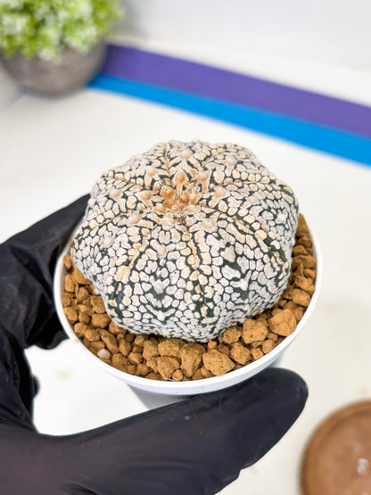 Astrophytum V-Type (at1) (p5) | Imported Cactus