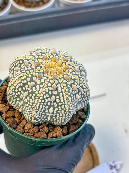 Astrophytum V Type (at5) (03) |  Sea urchin cactus
