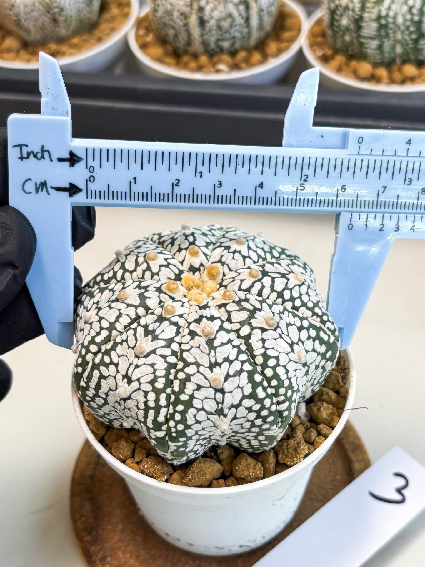 Astrophytum V-Type (at5) (p3) | Rare imported Plant