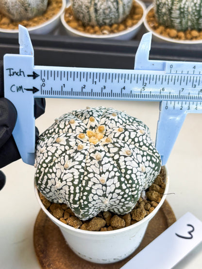 Astrophytum V-Type (at5) (p3) | Rare imported Plant