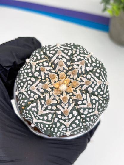 Astrophytum Super Kabuto V Type (T4) (b4) | Las Vegas Seller