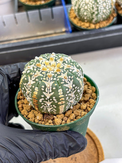 Astrophytum V Type (at2) (03) | Live Plant | Rare Collection