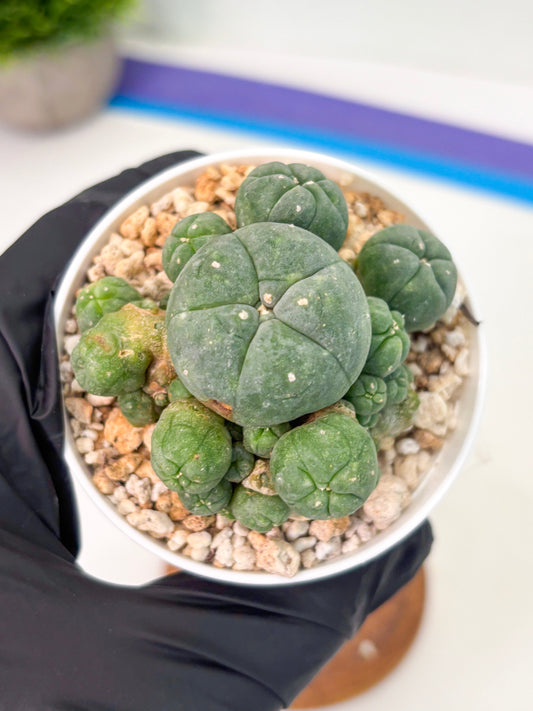 Spineless Cactus (Lo1) (g1) | For Advanced Growers