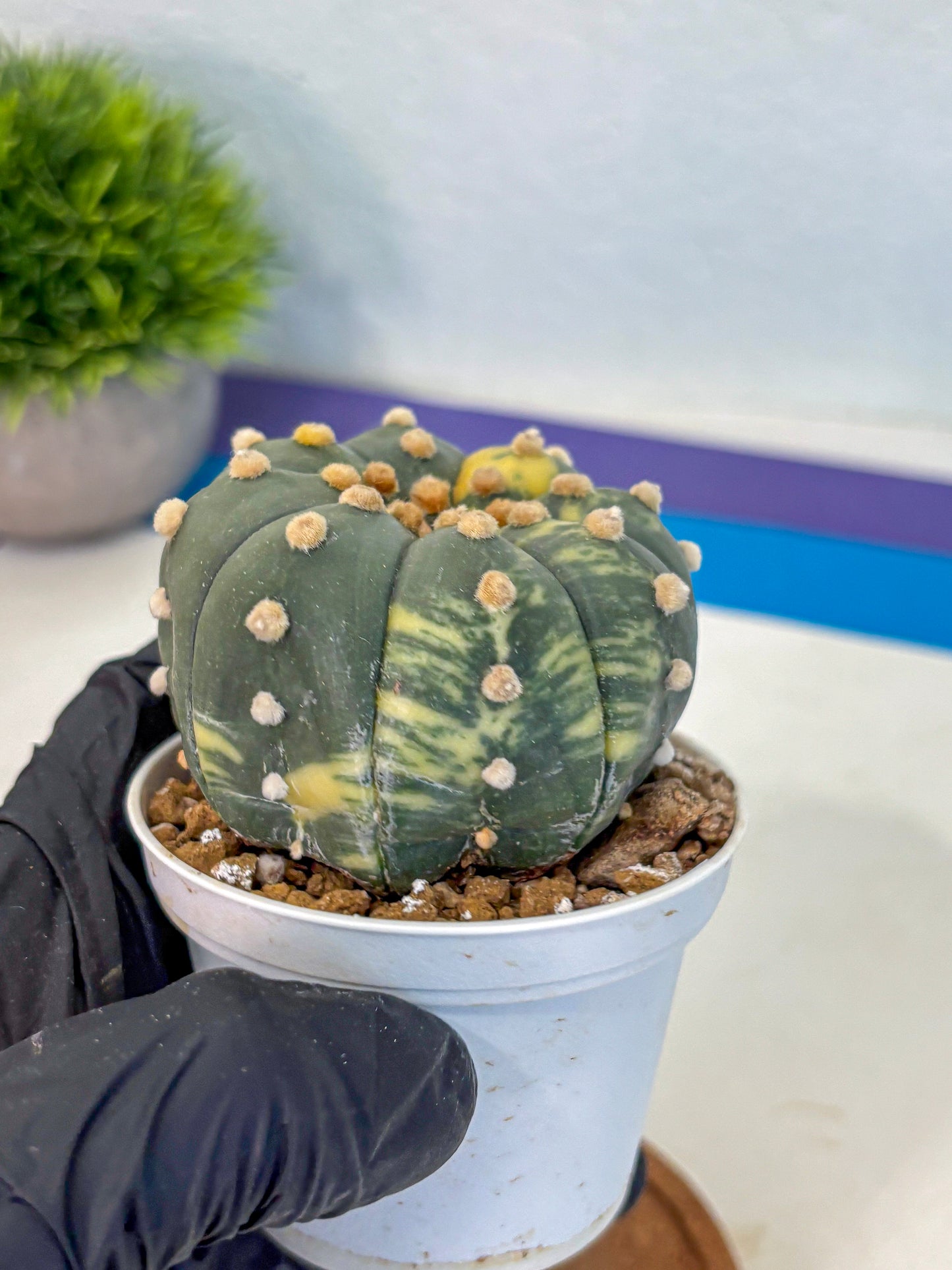 Astrophytum Variegated (at9) (03) | Rare Plant | Live Cactus