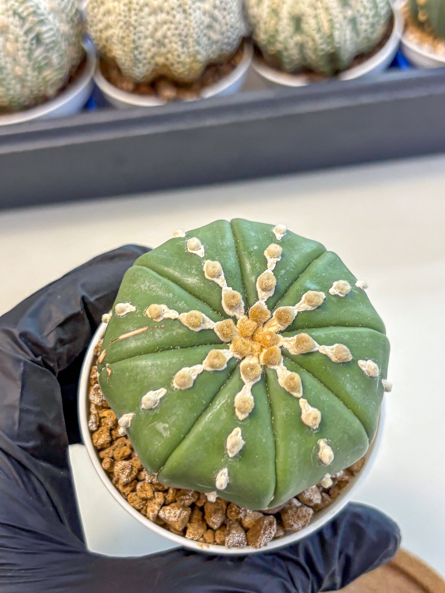 Astrophytum Nudum (at4) (13) | Star Cactus