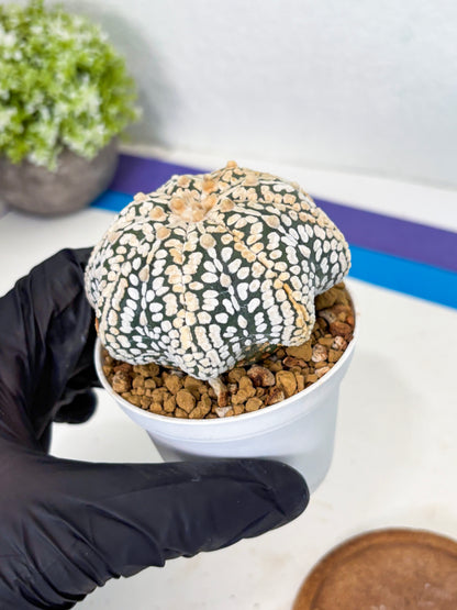 Astrophytum Star Shape (at3) (r3) | Rare Cactus