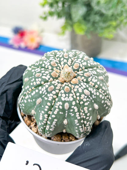 Astrophytum Super Kabuto (#T6B) | Nevada Botanical Shop | 3" Pot