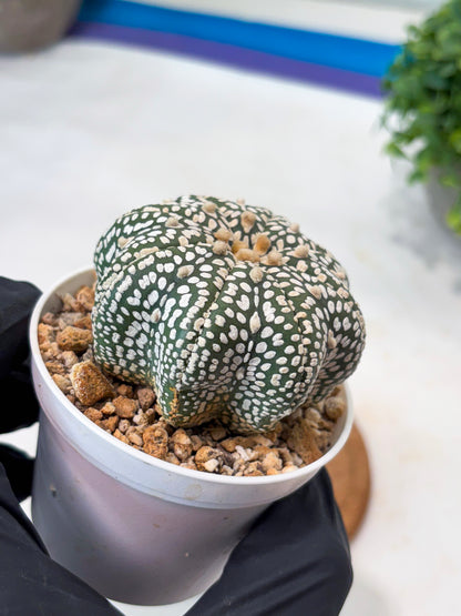 Astrophytum Star Shape Superkabuto (T9) (p1)
