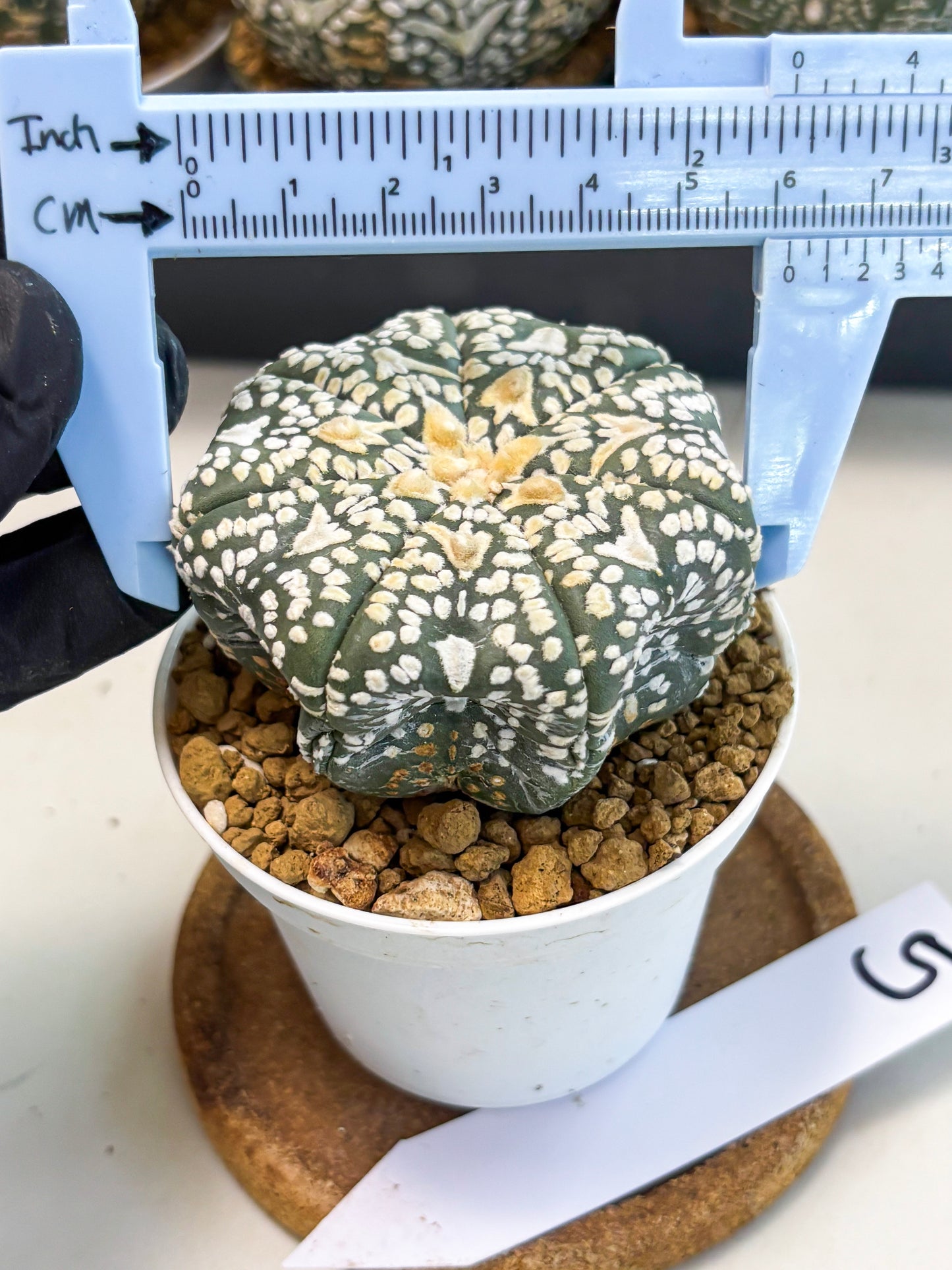 Astrophytum V-Type (at6) (r5) | Rare Star Cactus