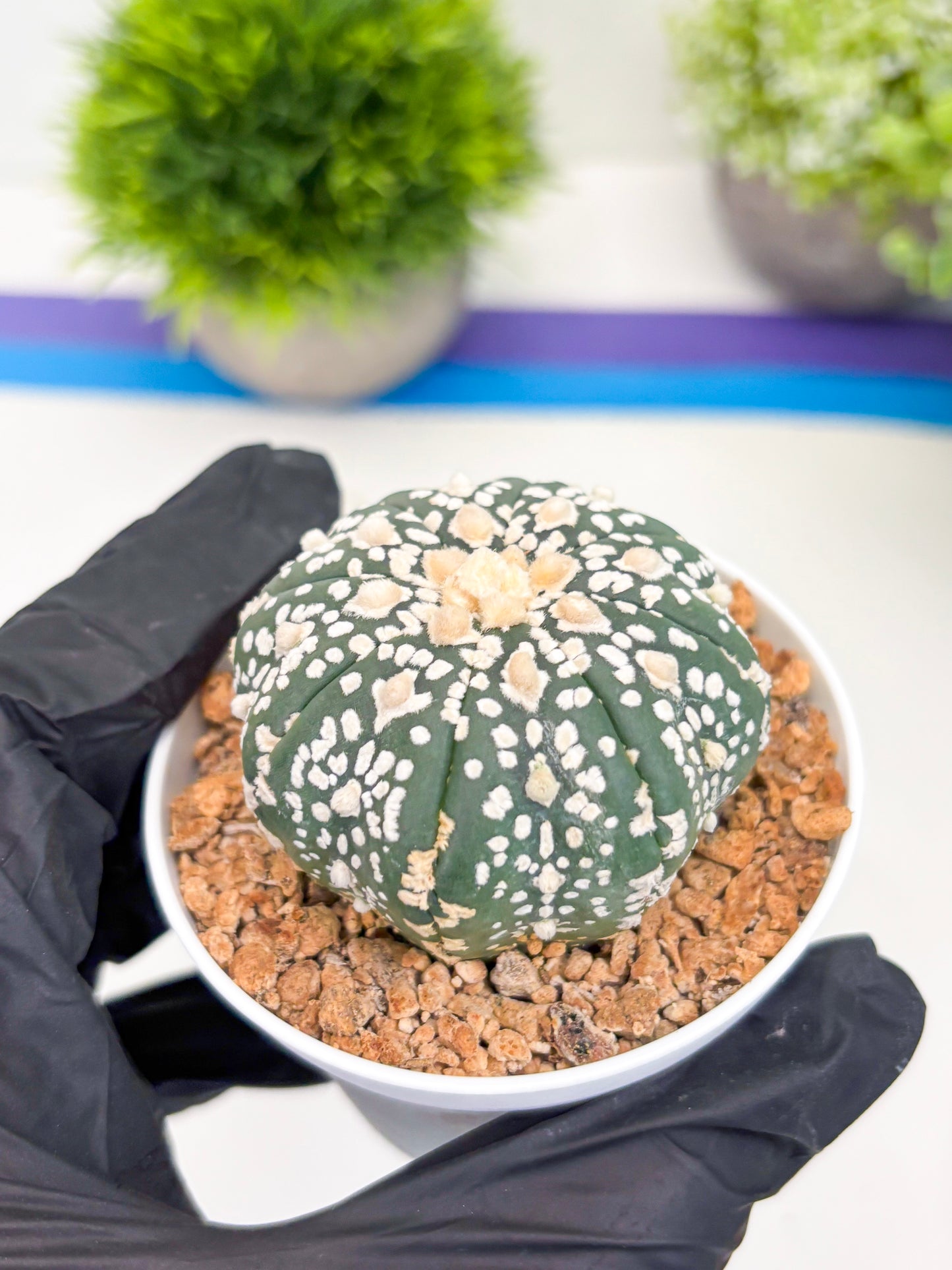 Astrophytum Super Kabuto (t12) (g4) | 3" Pot