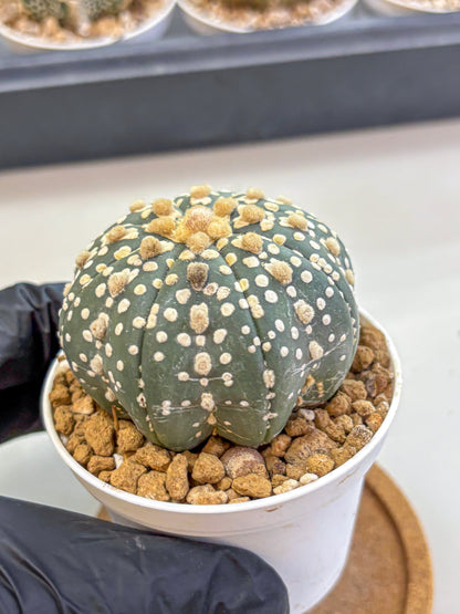 Astrophytum Super Kabuto (at1) (13) | Collection Plant | Rare Cactus