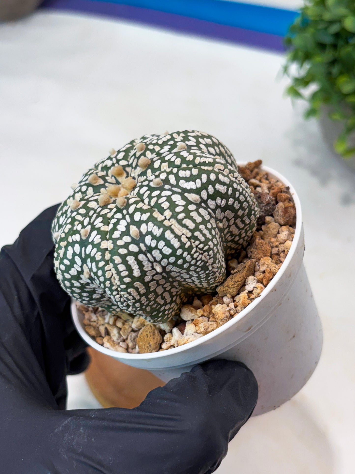 Astrophytum Star Shape Superkabuto (T9) (p1)