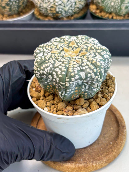 Astrophytum V-Type (at6) (r5) | Rare Star Cactus