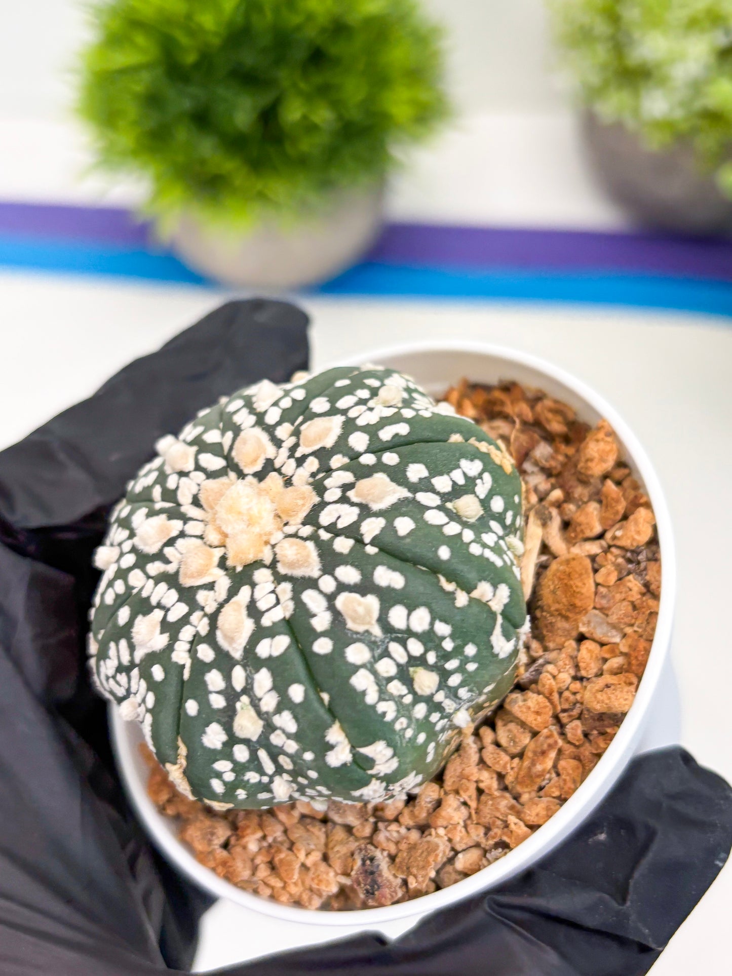 Astrophytum Super Kabuto (t12) (g4) | 3" Pot