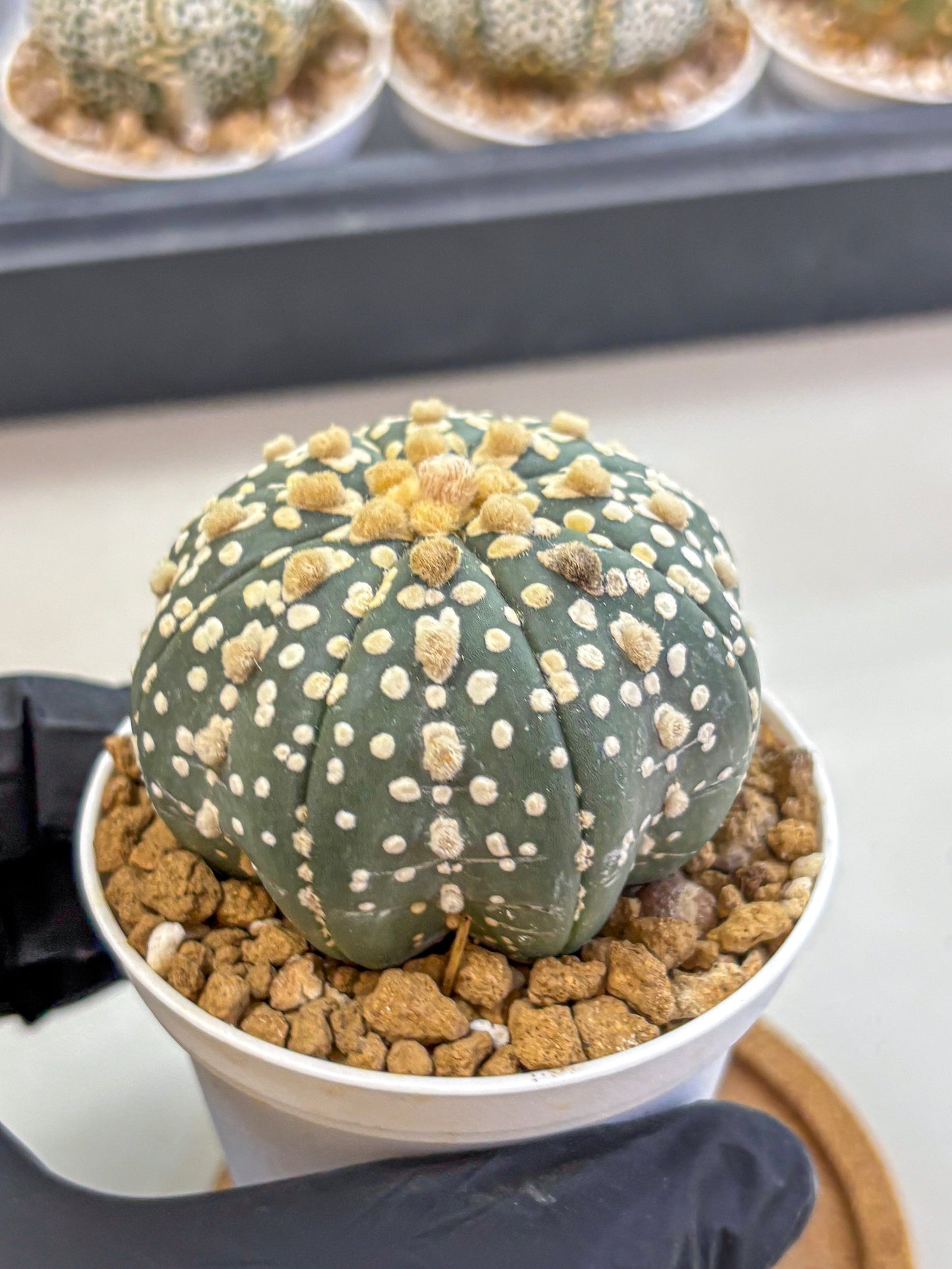 Astrophytum Super Kabuto (at1) (13) | Collection Plant | Rare Cactus