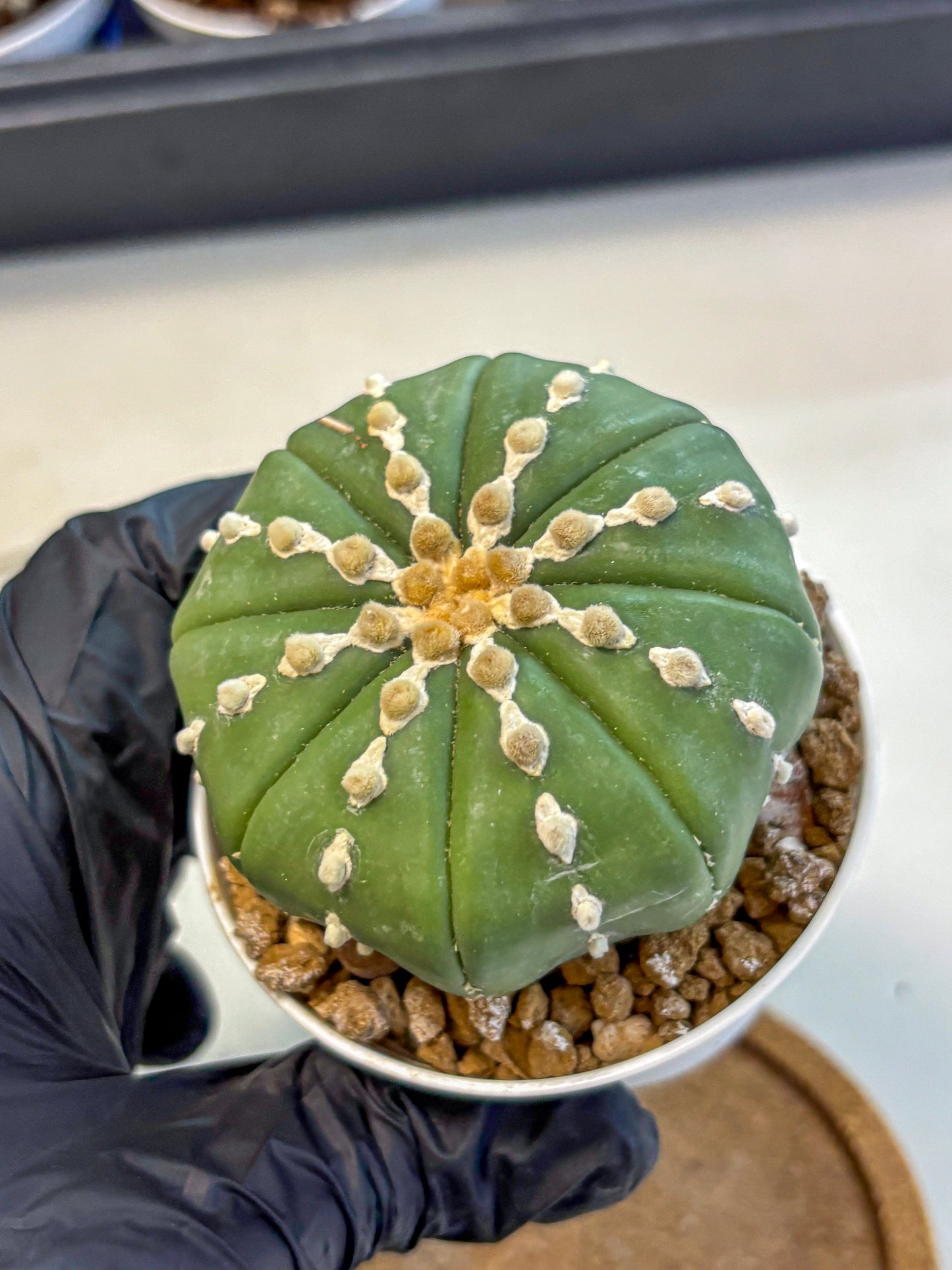 Astrophytum Nudum (at4) (13) | Star Cactus