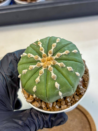 Astrophytum Nudum (at4) (13) | Star Cactus