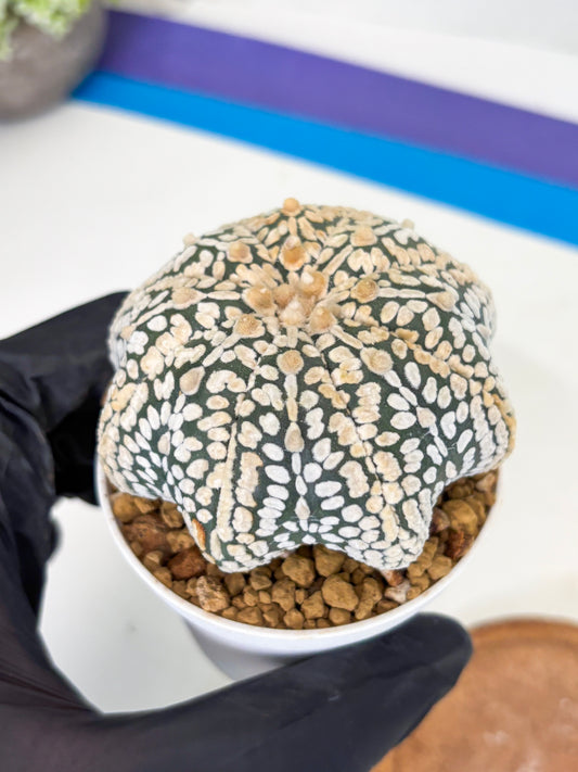Astrophytum Star Shape (at3) (r3) | Rare Cactus