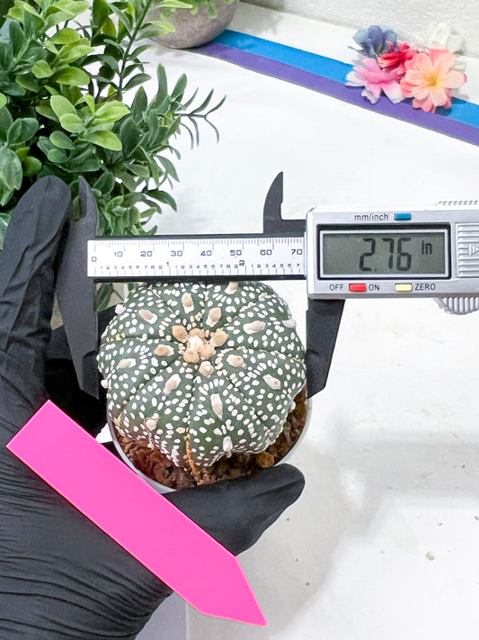 Astrophytum Super Kabuto (#T6C) | Nevada Botanical Shop | 3" Pot