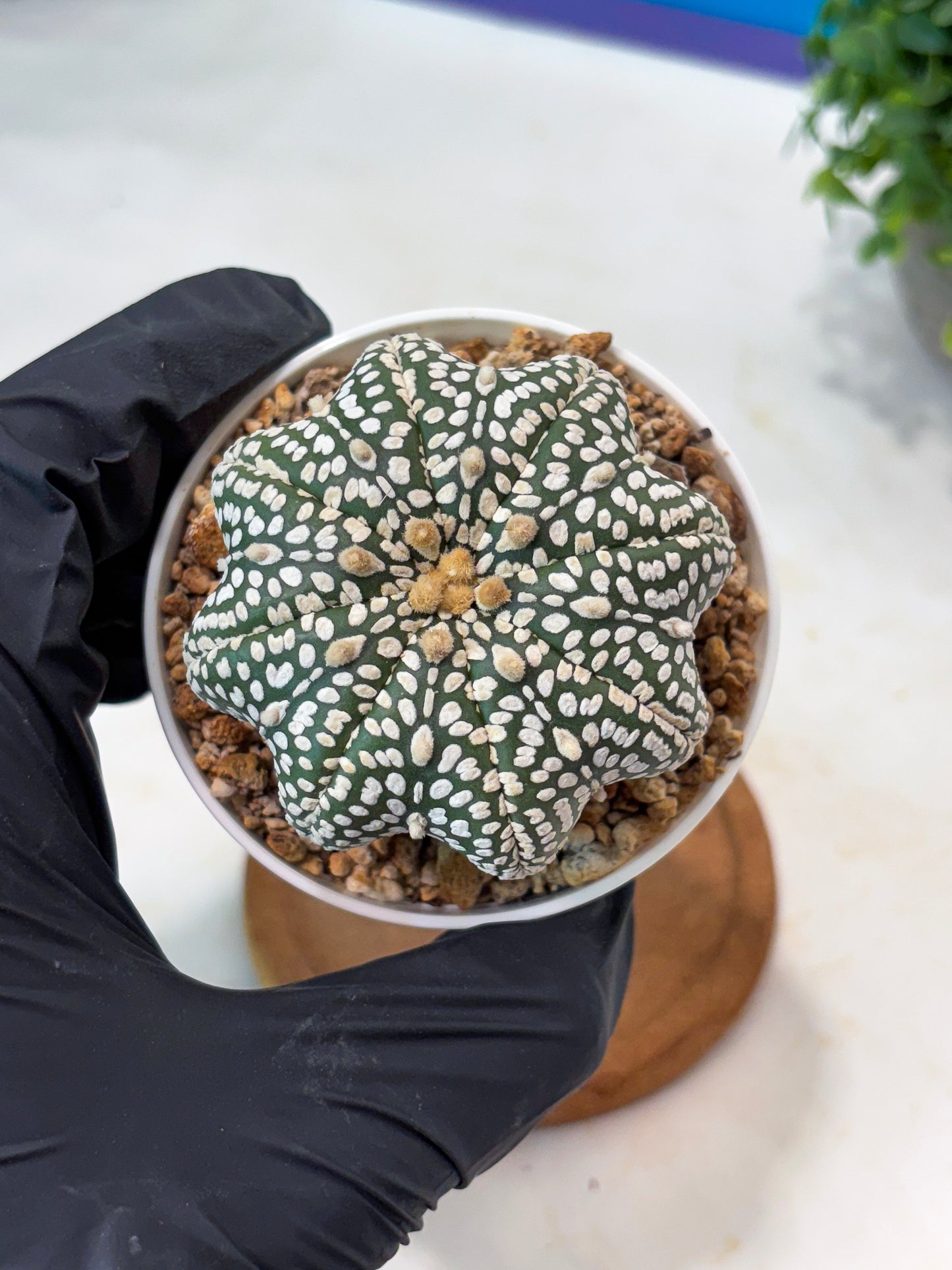 Astrophytum Star Shape Superkabuto (T9) (p1)