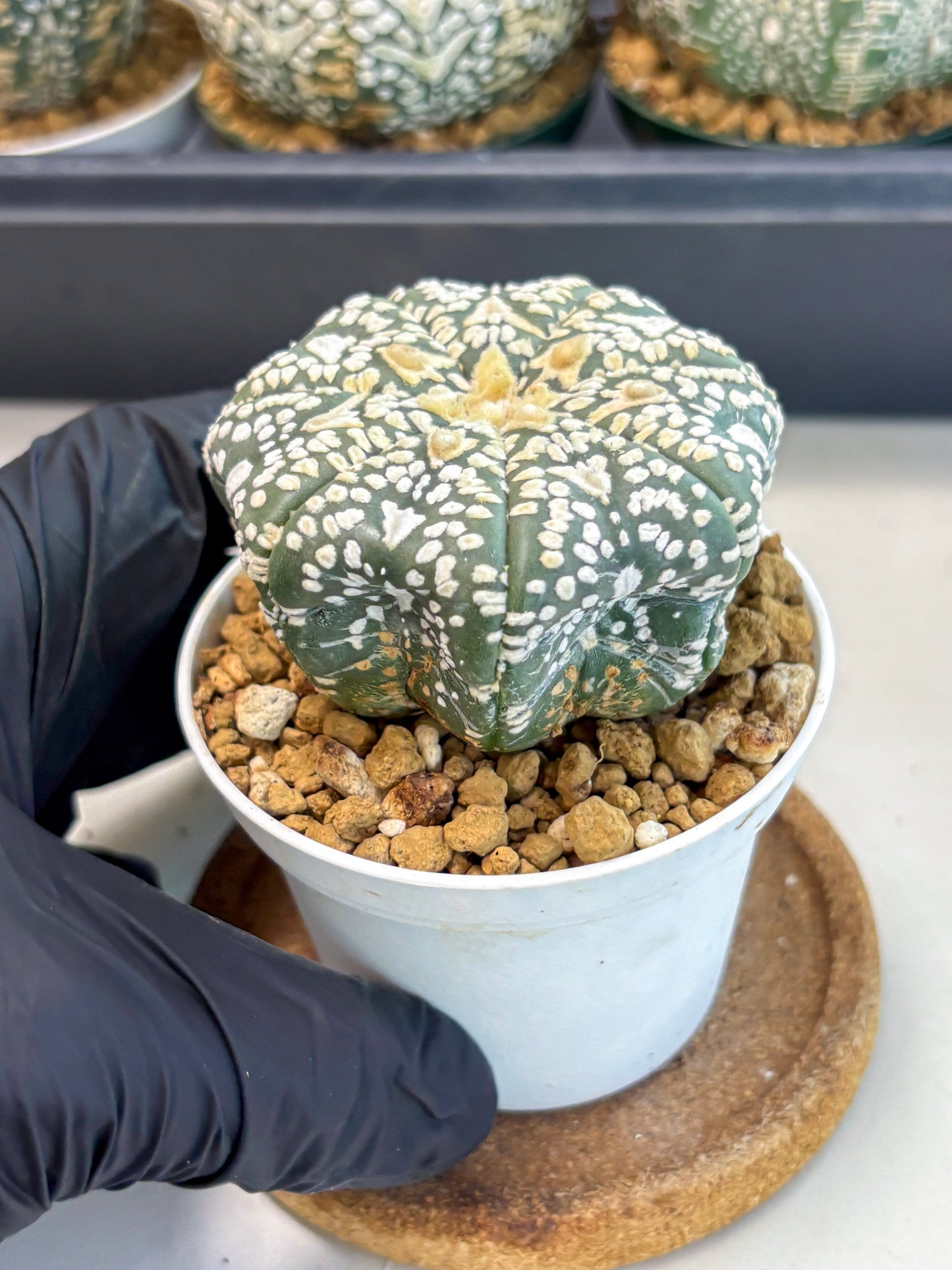 Astrophytum V-Type (at6) (r5) | Rare Star Cactus